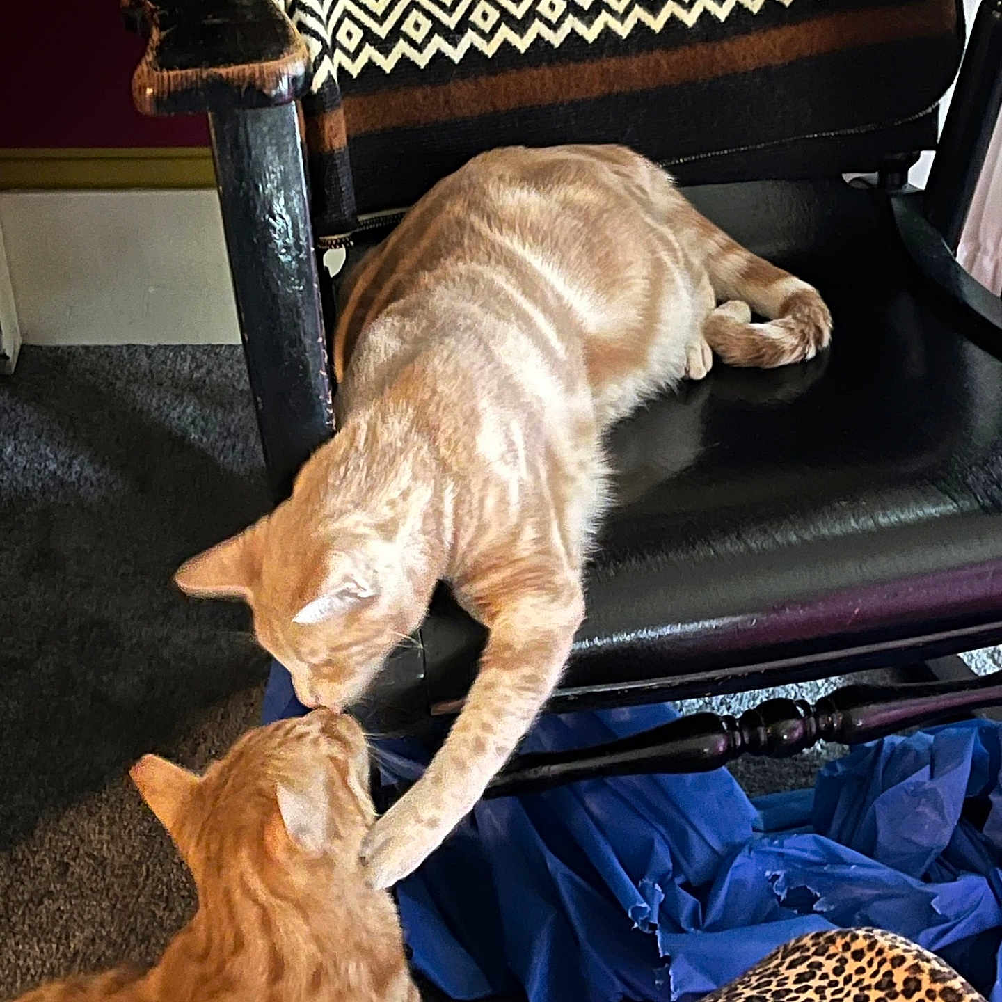 Gilligan And Ginger is registered to the contest to win money with this photo: affection, blanket, carpet, cat, cats, chair, feline, friendship, grooming, home_interior, indoor, leopard_print, orange_tabby, patterned_textile, paw, pet, relaxing, tabby, touching, upholstery