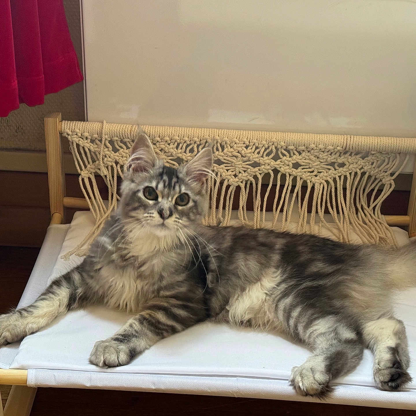 Venus participe au concours pour gagner de l'argent avec cette photo : angora, animal, architecture, building, canine, cat, couch, cushion, dog, dogbed, furniture, homedecor, indoors, interiordesign, kitten, livingroom, manx, pet, room, wood