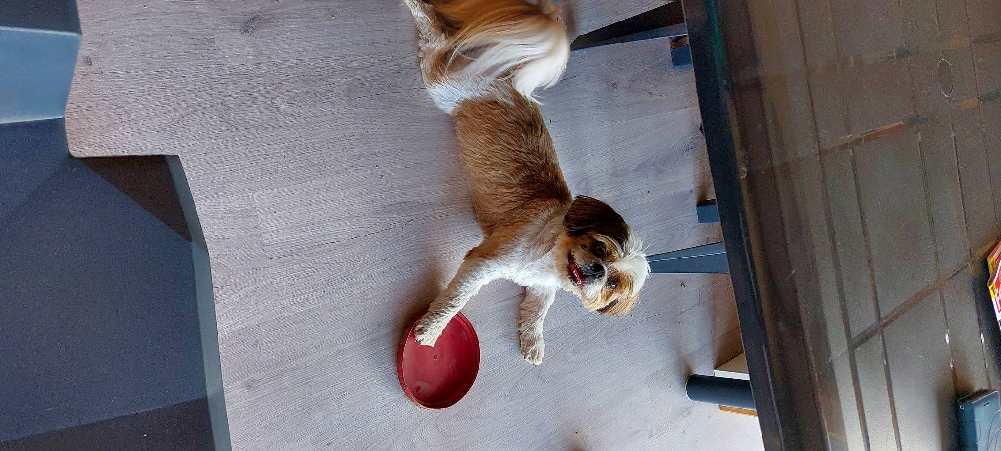 Pollux a rejoint le concours — aidez-le/la à gagner de superbes lots ! canidae, companion_dog, dog_breed, fawn, felidae, foot, fun, fur, human_leg, liver, reflection, snout, sporting_group, tail, thigh, toy, window, wood