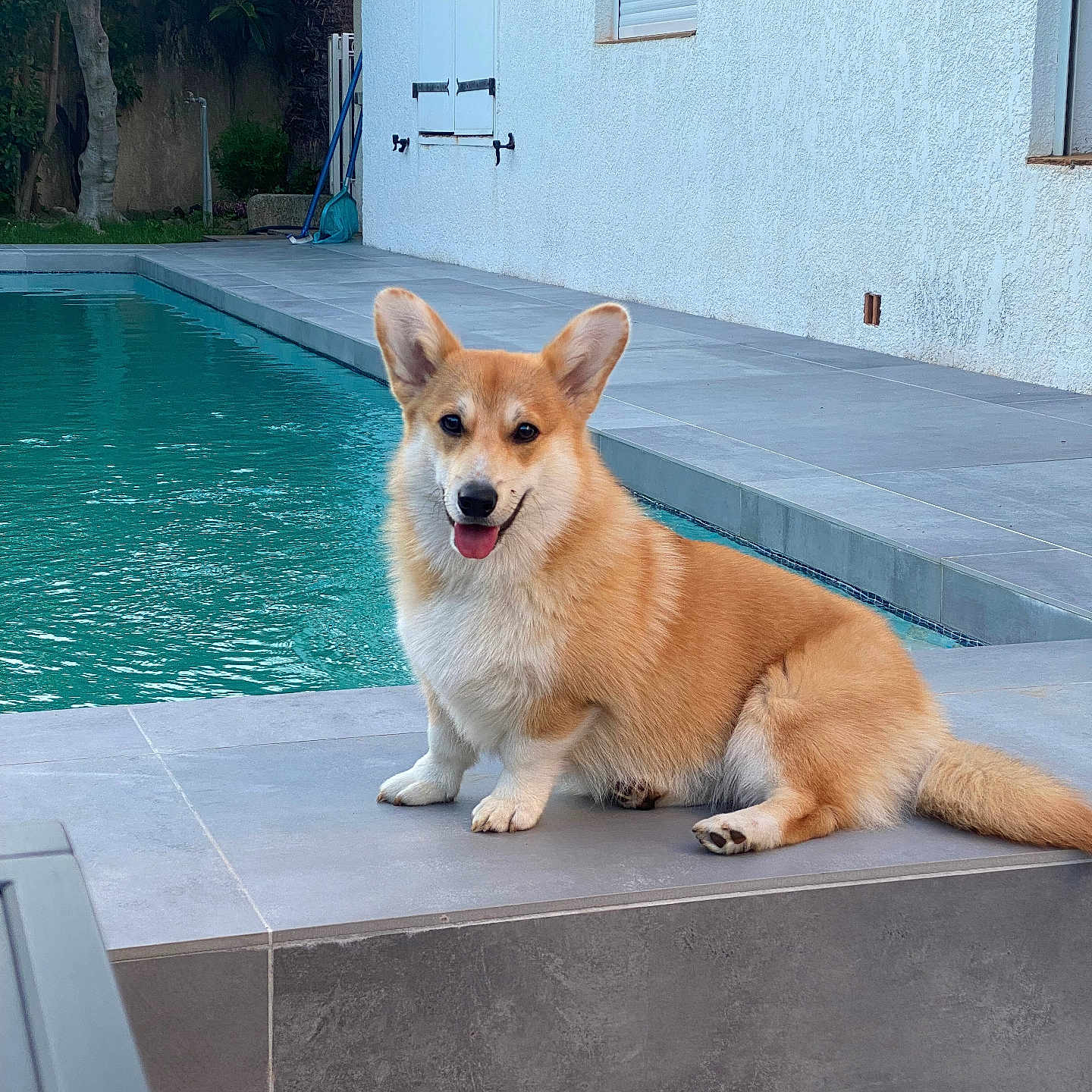 Umy participe au concours pour gagner de l'argent avec cette photo : accessories, animal, bag, bathing, canine, dog, goldenretriever, handbag, husky, indoors, interiordesign, outdoors, pet, plant, pool, pottedplant, puppy, slate, swimmingpool, water