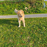 Lilou a rejoint le concours — aidez-le/la à gagner de superbes lots ! animal, blue_sky, canine, daytime, dog, ears, fence, field, golden_retriever, grass, greenery, hill, mammal, nature, outdoor, pet, playful, smiling, sunlight, walking
