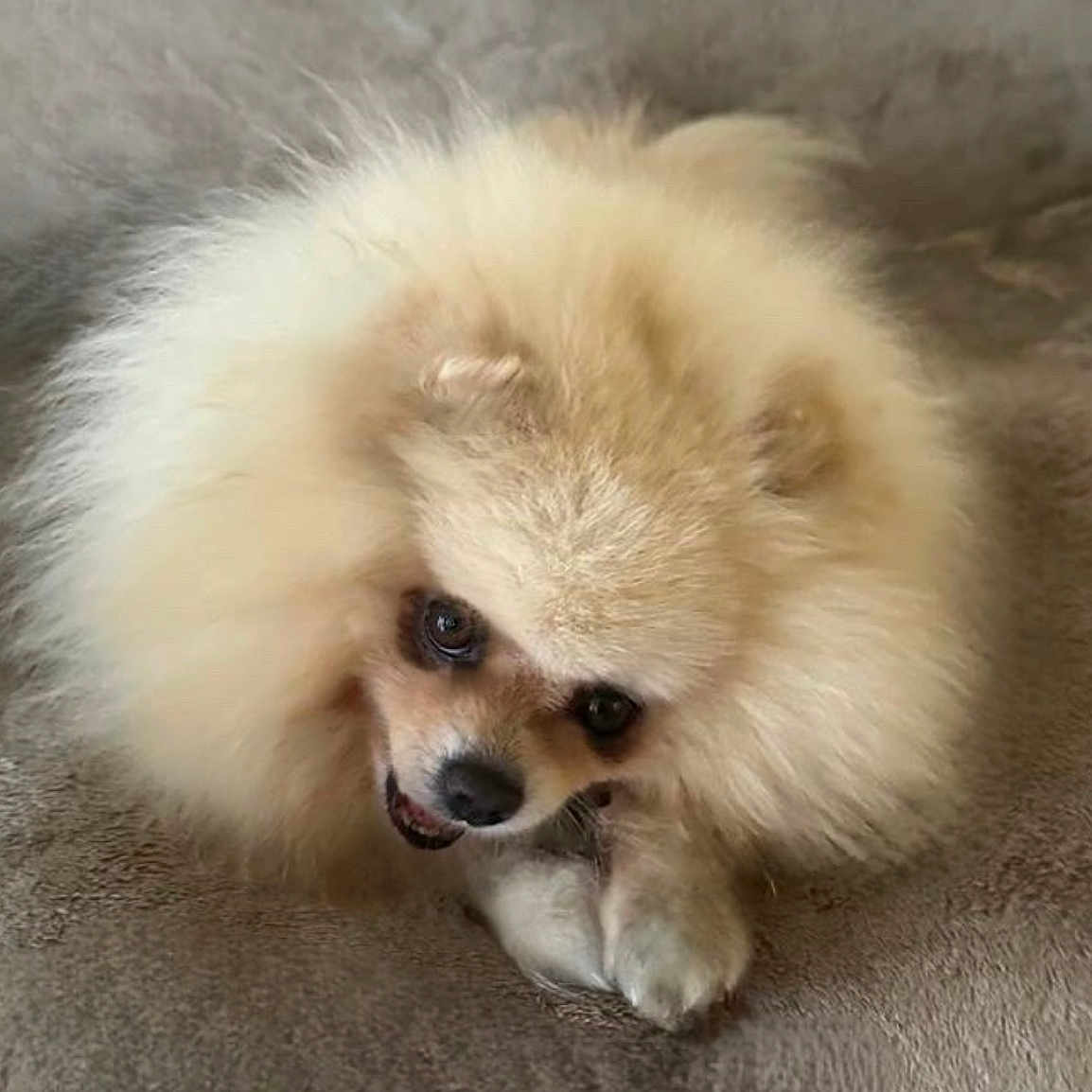 Galatea is registered to the contest to win money with this photo: adorable, animal, brown, carpet, chewing, closeup, companion, cute, dog, face, fluffy, fur, indoor, mammal, paws, pet, pomeranian, resting, small_dog, tan