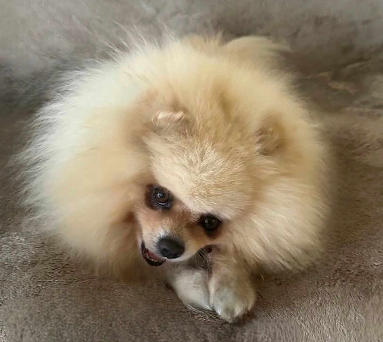 Galatea is registered to the contest to win money with this photo: dog, pomeranian, fluffy, pet, animal, cute, chewing, carpet, indoor, small_dog, fur, mammal, resting, adorable, closeup, face, paws, brown, tan, companion