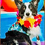 accessories, animal, balloons, black_and_white, canine, celebration, colorful, cute, dog, flower_lei, friendly, grass, hawaiian_shirt, outdoor, party, pet, portrait, purple_blanket, sitting, summer