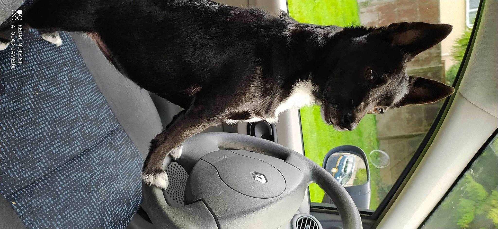 Luna a rejoint le concours — aidez-le/la à gagner de superbes lots ! auto_part, automotive_design, automotive_exterior, automotive_mirror, car, carnivore, dog, dog_breed, family_car, felidae, motor_vehicle, personal_luxury_car, plant, small_to_medium_sized_cats, snout, steering_wheel, vehicle, vehicle_door, whiskers, window