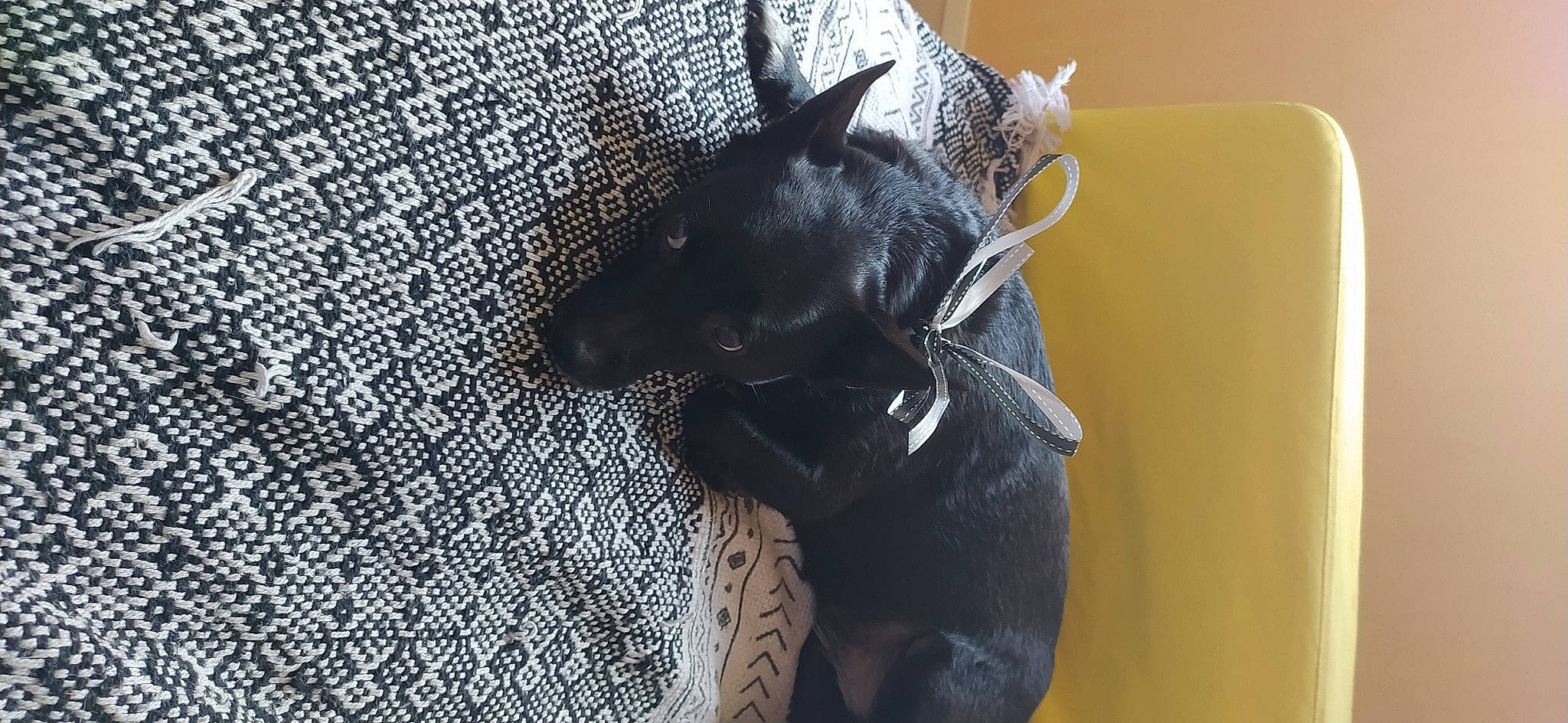 Luna participe au concours pour gagner de l'argent avec cette photo : black_cat, canidae, carnivore, companion_dog, dog, dog_breed, domestic_short_haired_cat, ear, fawn, felidae, flooring, fur, grey, small_to_medium_sized_cats, snout, sporting_group, tail, terrestrial_animal, whiskers, working_animal