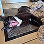 animal, black_and_white, blanket, cat, cozy, cute, domestic, feline, fur, home, indoor, mat, pet, playful, relaxed, resting, tile_floor, tongue, whiskers, yawning