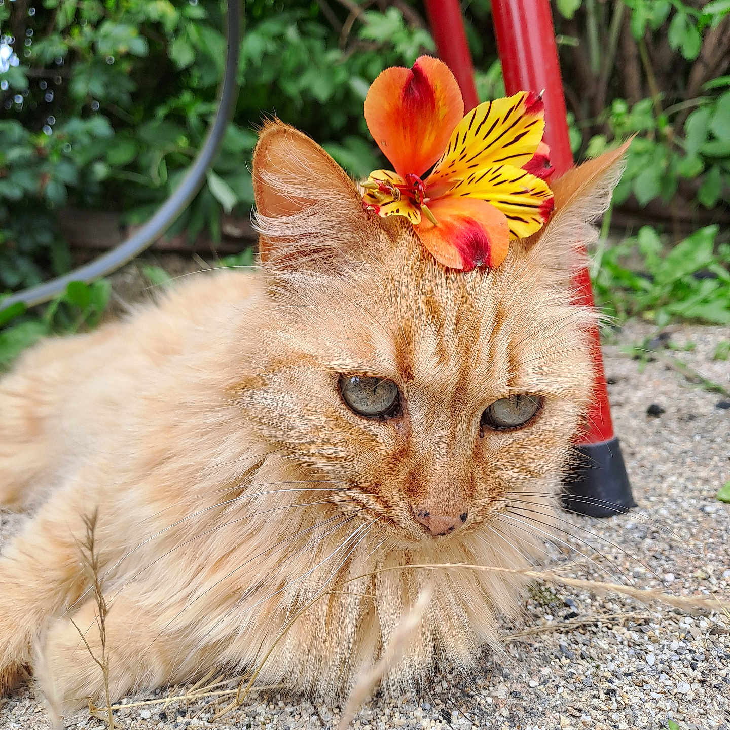 Ting Tong a rejoint le concours — aidez-le/la à gagner de superbes lots ! angora, animal, cat, daisy, flower, flowerarrangement, flowerbouquet, geranium, gravel, head, kitten, leaf, manx, person, pet, petal, plant, pottedplant, road, soil