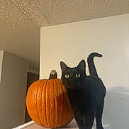 Tink Tink is registered to the contest to win money with this photo: black_cat, cat, pumpkin, orange, green_eyes, animal, pet, indoor, white_surface, wall, ceiling, curious, standing, feline, autumn, fall, cute, domestic_cat, whiskers, tail