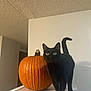 black_cat, cat, pumpkin, orange, green_eyes, animal, pet, indoor, white_surface, wall, ceiling, curious, standing, feline, autumn, fall, cute, domestic_cat, whiskers, tail