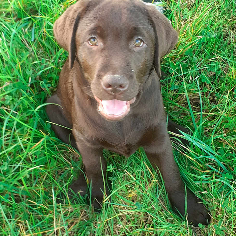 Groot a rejoint le concours — aidez-le/la à gagner de superbes lots ! accessories, animal, canine, clothing, dog, field, grass, grassland, green, hound, labradorretriever, lawn, nature, outdoors, pants, person, pet, plant, puppy, vegetation