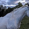 Smoky joined the competition — help win amazing prizes! horse, cat, animal, outdoor, field, grass, sky, clouds, nature, mammal, white_horse, black_cat, evening, rural, pasture, calm, serene, wildlife, pet, quiet
