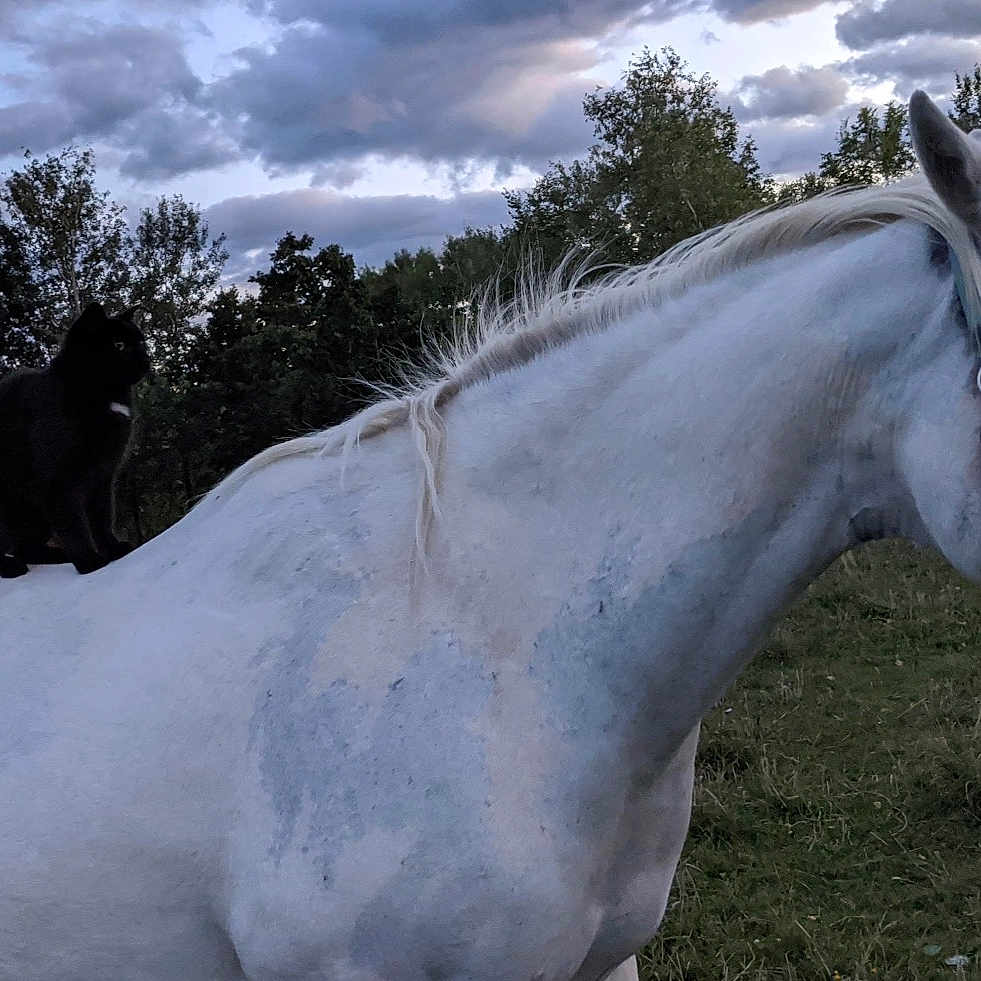 Smoky joined the competition — help win amazing prizes! horse, cat, animal, outdoor, field, grass, sky, clouds, nature, mammal, white_horse, black_cat, evening, rural, pasture, calm, serene, wildlife, pet, quiet