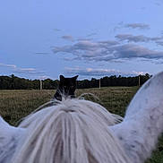Smoky is registered to the contest to win money with this photo: horse, cat, animal, field, grass, sky, clouds, outdoor, nature, curious, white_horse, black_cat, ears, mane, pasture, daytime, rural, peaceful, scenery, looking