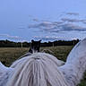 horse, cat, animal, field, grass, sky, clouds, outdoor, nature, curious, white_horse, black_cat, ears, mane, pasture, daytime, rural, peaceful, scenery, looking
