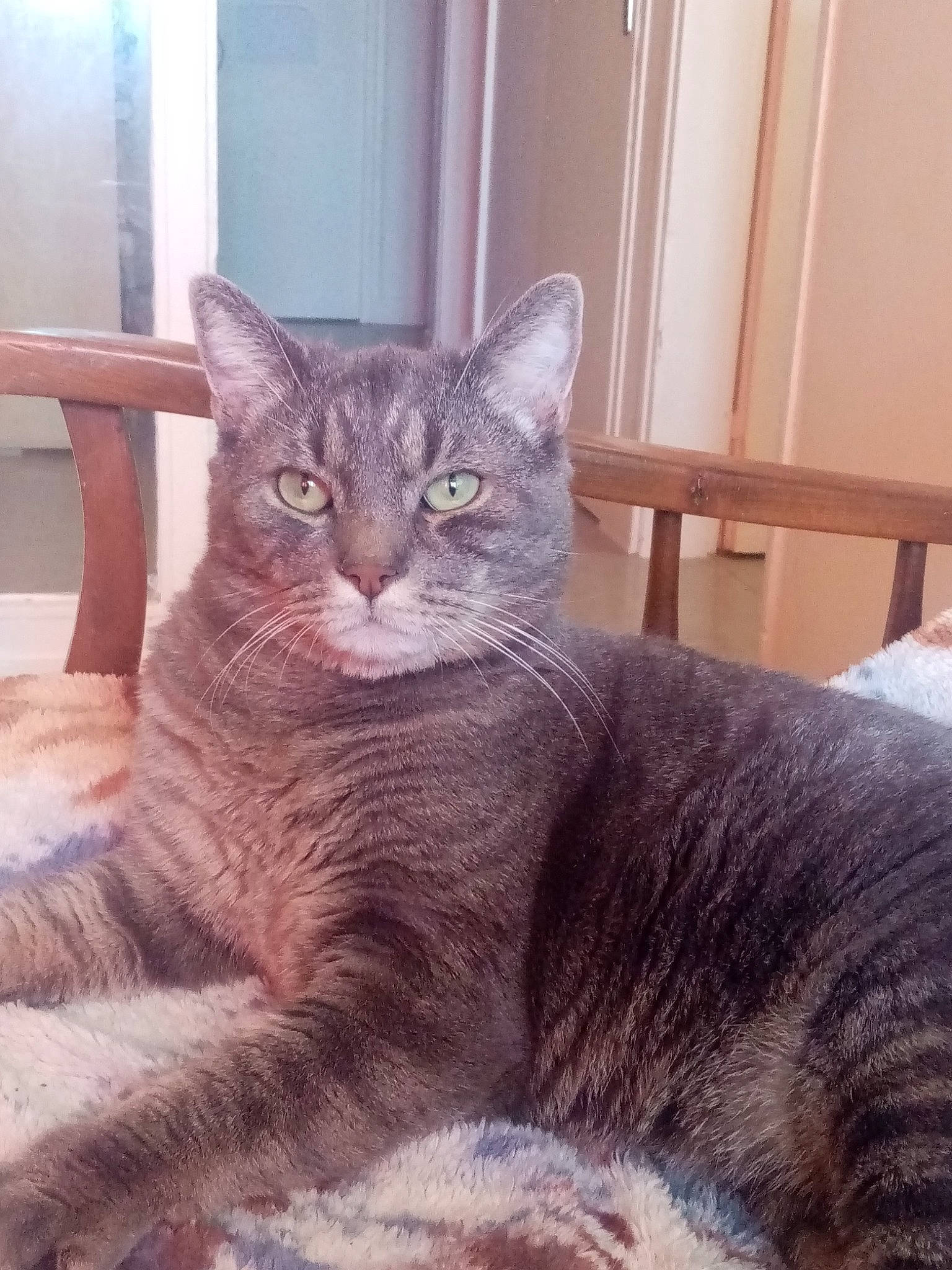 Tigrou a rejoint le concours — aidez-le/la à gagner de superbes lots ! carnivore, cat, comfort, domestic_short_haired_cat, door, eye, felidae, fur, grey, sitting, small_to_medium_sized_cats, snout, tail, terrestrial_animal, whiskers, window, wood