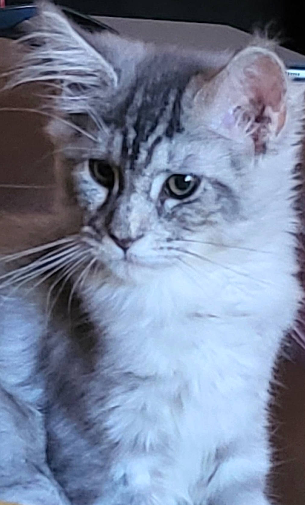 Cleopatra is registered to the contest to win money with this photo: carnivore, cat, domestic_short_haired_cat, felidae, fur, small_to_medium_sized_cats, snout, terrestrial_animal, whiskers, wildlife, window