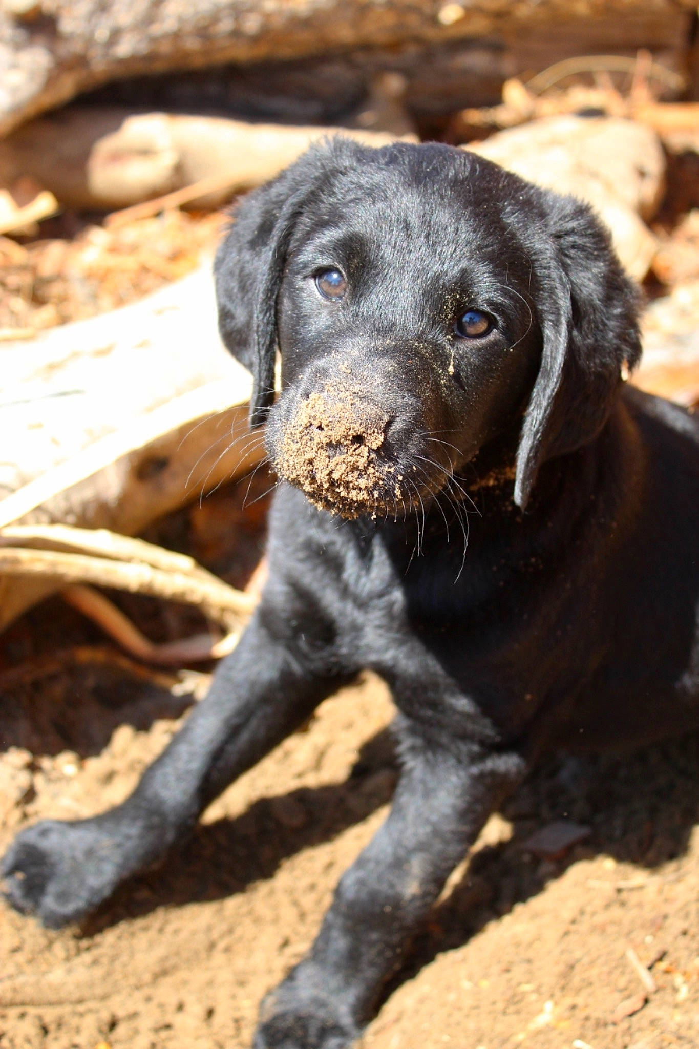 June is registered to the contest to win money with this photo: black, canidae, carnivore, companion_dog, dog, dog_breed, fawn, gun_dog, puppy, skin, snout, soil, sporting_group, terrestrial_animal, whiskers, working_animal, working_dog