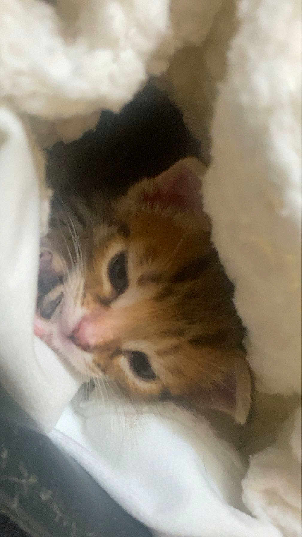 Bichouonse a rejoint le concours — aidez-le/la à gagner de superbes lots ! kitten, cat, animal, pet, fur, face, eyes, nose, whiskers, blanket, soft, cozy, cute, indoor, closeup, sleepy, warm, nest, comfort, resting