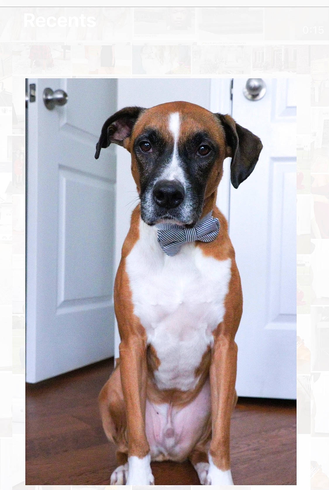 Toby is registered to the contest to win money with this photo: boxer, canidae, carnivore, collar, companion_dog, dog, dog_breed, door, fawn, fixture, liver, pet_supply, rectangle, snout, sporting_group, tail, terrestrial_animal, whiskers, working_animal, working_dog