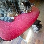 Precious joined the competition — help win amazing prizes! cat, tabby_cat, sleeping, curled_up, pet, animal, pink_chair, chair, indoor, furniture, wood_floor, sunbeam, shoes, striped_fur, whiskers, paws, relaxed, cozy, photography, home