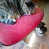 cat, tabby_cat, sleeping, curled_up, pet, animal, pink_chair, chair, indoor, furniture, wood_floor, sunbeam, shoes, striped_fur, whiskers, paws, relaxed, cozy, photography, home