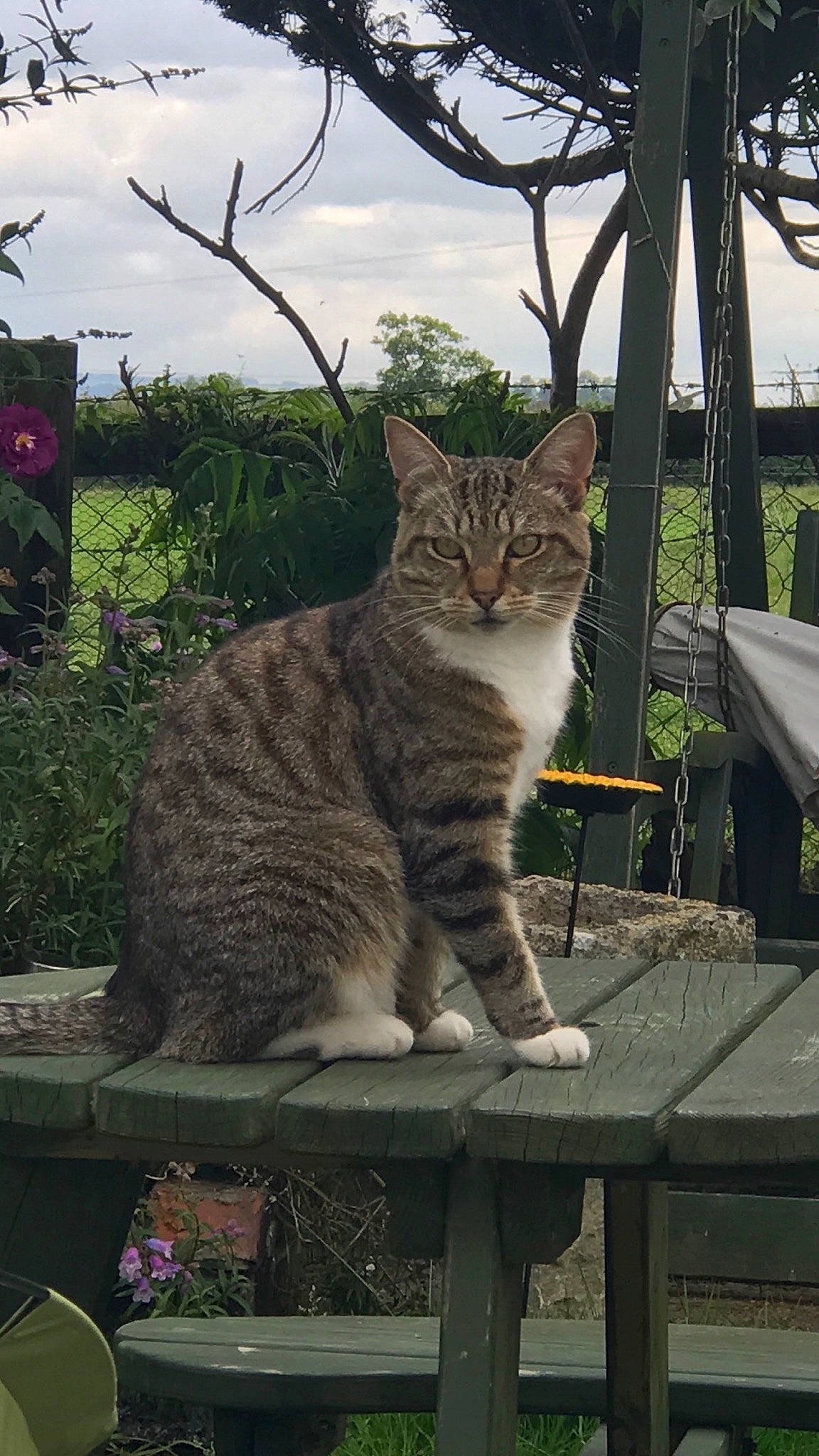 Belle joined the competition — help win amazing prizes! carnivore, cat, cloud, domestic_short_haired_cat, eye, fawn, felidae, fur, grass, outdoor_furniture, plant, sky, small_to_medium_sized_cats, snout, tail, terrestrial_animal, tree, whiskers, wildlife, wood