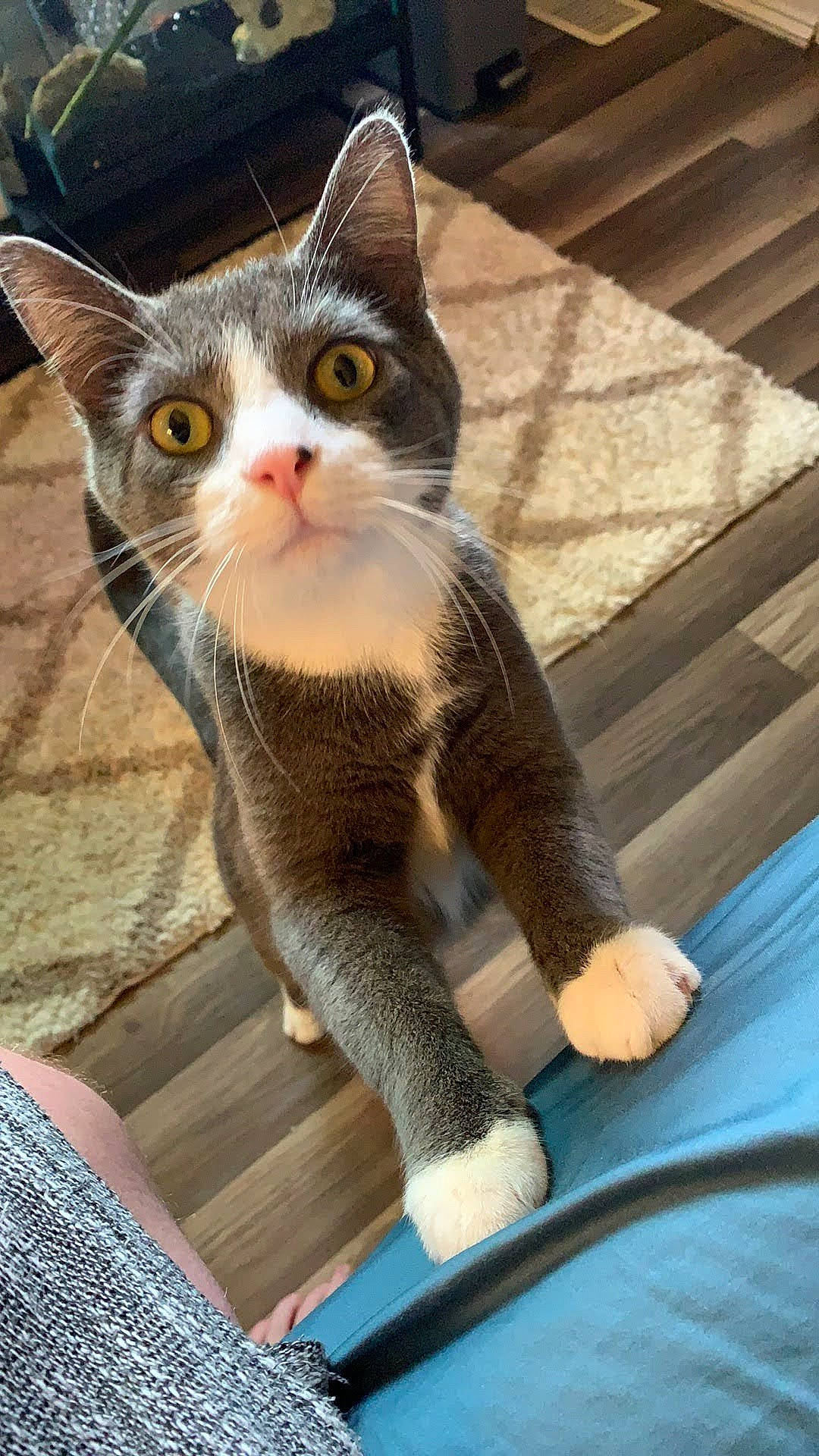 Higgins joined the competition — help win amazing prizes! carnivore, cat, claw, domestic_short_haired_cat, eye, fawn, felidae, flooring, fur, hardwood, leg, paw, photo_caption, sitting, small_to_medium_sized_cats, snout, tail, whiskers, window, wood