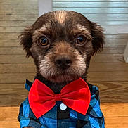 Bear is registered to the contest to win money with this photo: puppy, dog, bow_tie, blue_shirt, pet, indoor, wooden_floor, portrait, cute, animal, brown_fur, close_up, eyes, ears, nose, button, fashion, adorable, young, pet_clothing