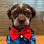 puppy, dog, bow_tie, blue_shirt, pet, indoor, wooden_floor, portrait, cute, animal, brown_fur, close_up, eyes, ears, nose, button, fashion, adorable, young, pet_clothing