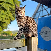 Salem participe au concours pour gagner de l'argent avec cette photo : animal, building, calm, cat, daylight, fence, greenery, house, leaf, nature, outdoor, pet, post, serene, sky, sunlight, tabby, tree, wild_bees_sign, wood