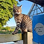 animal, building, calm, cat, daylight, fence, greenery, house, leaf, nature, outdoor, pet, post, serene, sky, sunlight, tabby, tree, wild_bees_sign, wood
