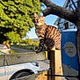 Salem a rejoint le concours — aidez-le/la à gagner de superbes lots ! animal, blue_sky, car, cat, daylight, fence, greenery, nature, outdoor, perched, pet, sign, sky, suburban, sunlight, tabby_cat, tree, vehicle, wild_bees, wood