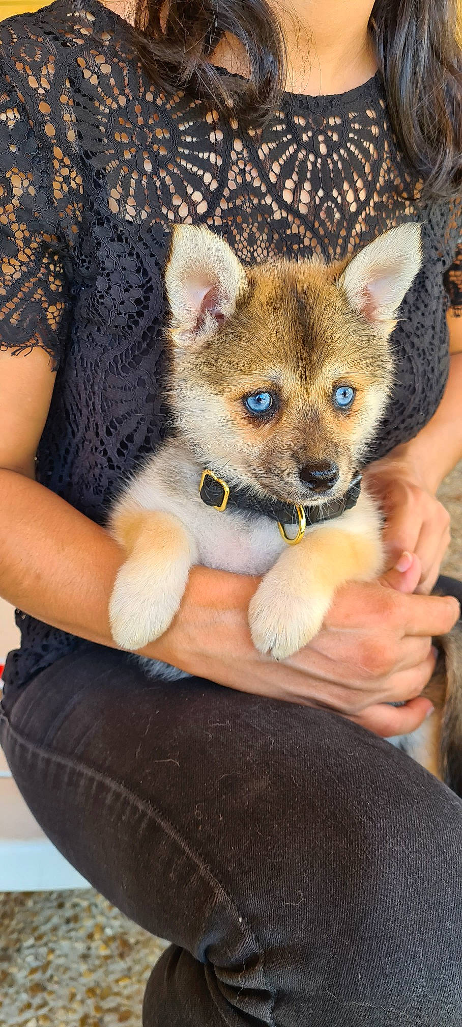 Flower participe au concours pour gagner de l'argent avec cette photo : canidae, carnivore, chihuahua, comfort, companion_dog, corgi_chihuahua, dog, dog_breed, fawn, fur, hand, non_sporting_group, sitting, snout, sporting_group, terrestrial_animal, toy_dog, whiskers, wildlife, working_animal