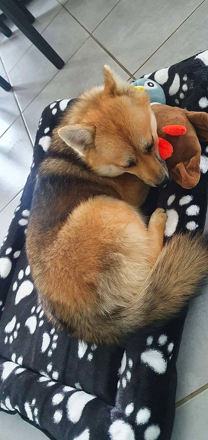 Flower participe au concours pour gagner de l'argent avec cette photo : canidae, carnivore, comfort, companion_dog, corgi_chihuahua, dog, dog_bed, dog_breed, dog_supply, fur, pattern, polar_fleece, puppy, spitz, sporting_group, tail, textile, toy_dog, whiskers, working_animal