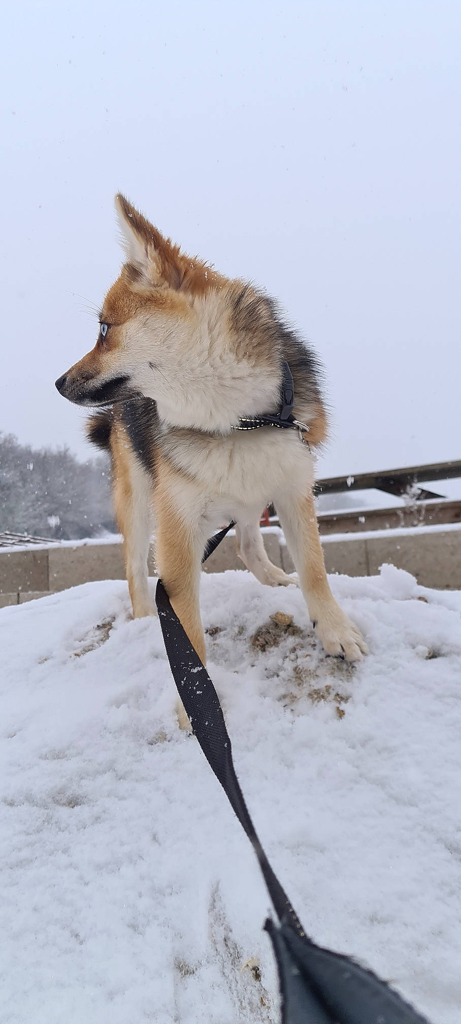 Flower participe au concours pour gagner de l'argent avec cette photo : canidae, canis, carnivore, companion_dog, dog, dog_breed, freezing, fur, recreation, siberian_husky, sky, sled_dog, slope, snow, sporting_group, sports_equipment, tail, winter, wolf, working_animal