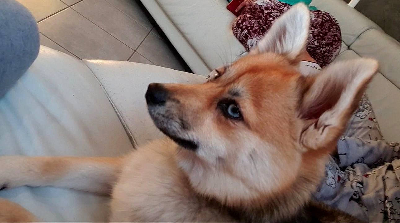 Flower participe au concours pour gagner de l'argent avec cette photo : ancient_dog_breeds, carnivore, comfort, companion_dog, dog, dog_breed, fawn, fur, german_spitz_mittel, non_sporting_group, pomeranian, spitz, sporting_group, terrestrial_animal, toy_dog, volpino_italiano, whiskers, working_animal, working_dog