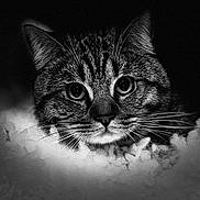 Nounours participe au concours pour gagner de l'argent avec cette photo : cat, animal, black_and_white, close_up, fur, whiskers, portrait, face, eyes, dark_background, fluffy, texture, mystery, pet, feline, head, nature, soft, monochrome, wildlife