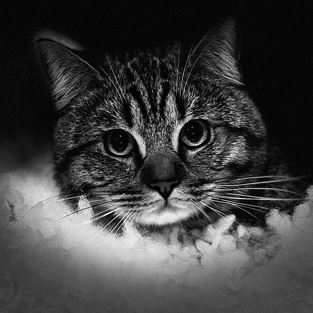 Nounours participe au concours pour gagner de l'argent avec cette photo : animal, black_and_white, cat, close_up, dark_background, eyes, face, feline, fluffy, fur, head, monochrome, mystery, nature, pet, portrait, soft, texture, whiskers, wildlife