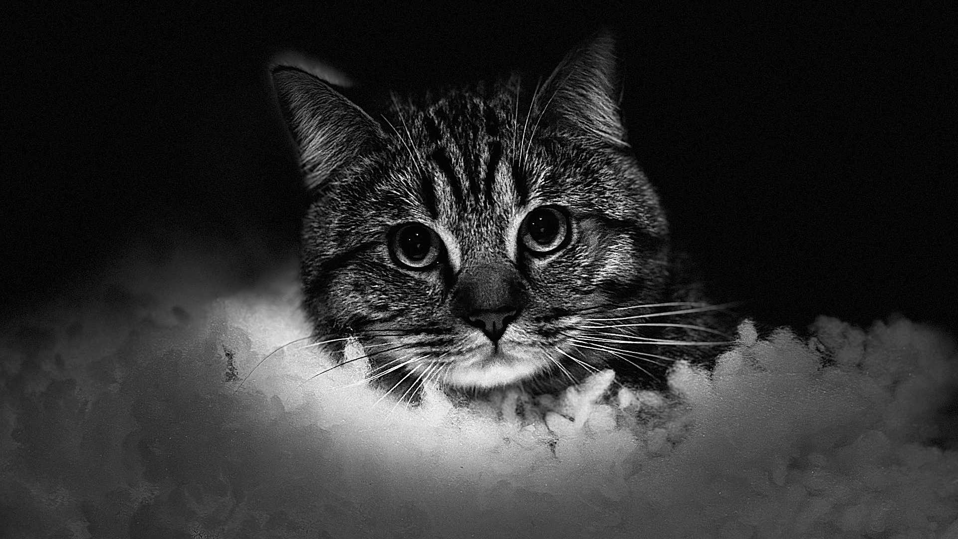 Nounours participe au concours pour gagner de l'argent avec cette photo : cat, animal, black_and_white, close_up, fur, whiskers, portrait, face, eyes, dark_background, fluffy, texture, mystery, pet, feline, head, nature, soft, monochrome, wildlife