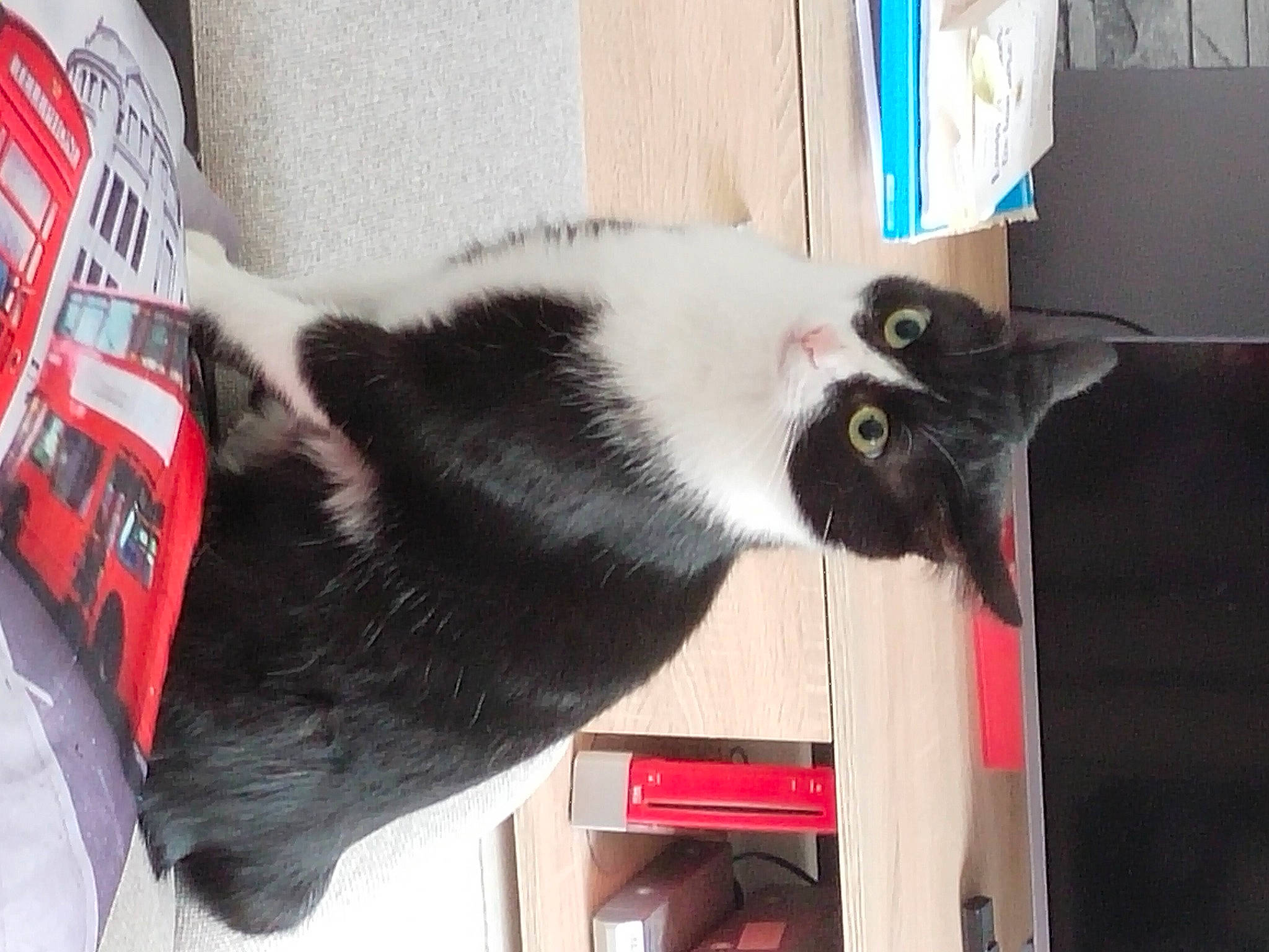 Mooky a rejoint le concours — aidez-le/la à gagner de superbes lots ! carmine, carnivore, cat, collar, domestic_short_haired_cat, felidae, fur, mammal, natural_material, small_to_medium_sized_cats, tail, vertebrate, whiskers