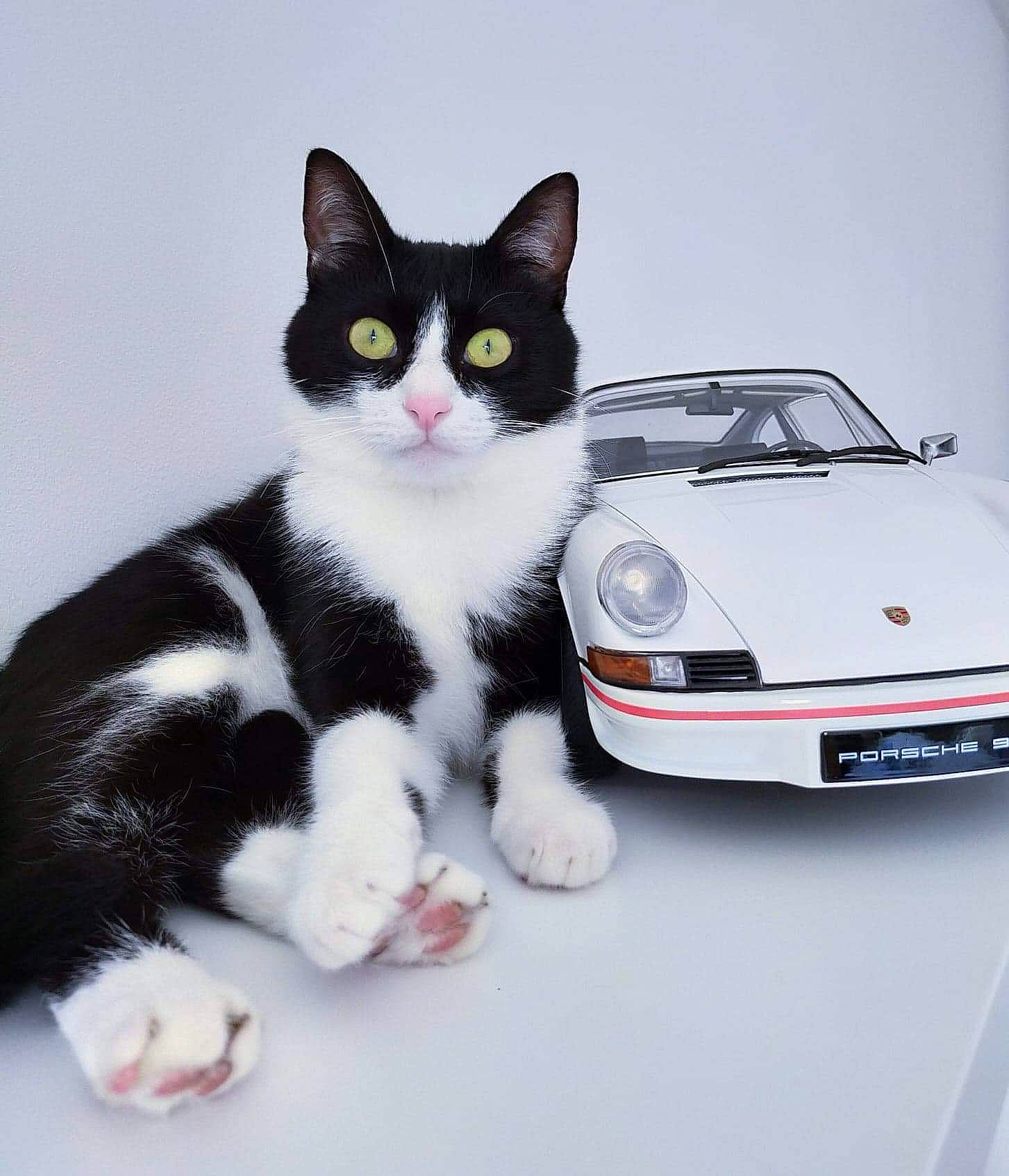 Mooky participe au concours pour gagner de l'argent avec cette photo : automotive_design, automotive_exterior, automotive_lighting, automotive_tire, bumper, car, carnivore, cat, domestic_short_haired_cat, felidae, headlamp, hood, small_to_medium_sized_cats, tail, tire, toy, vehicle, whiskers, window, windshield