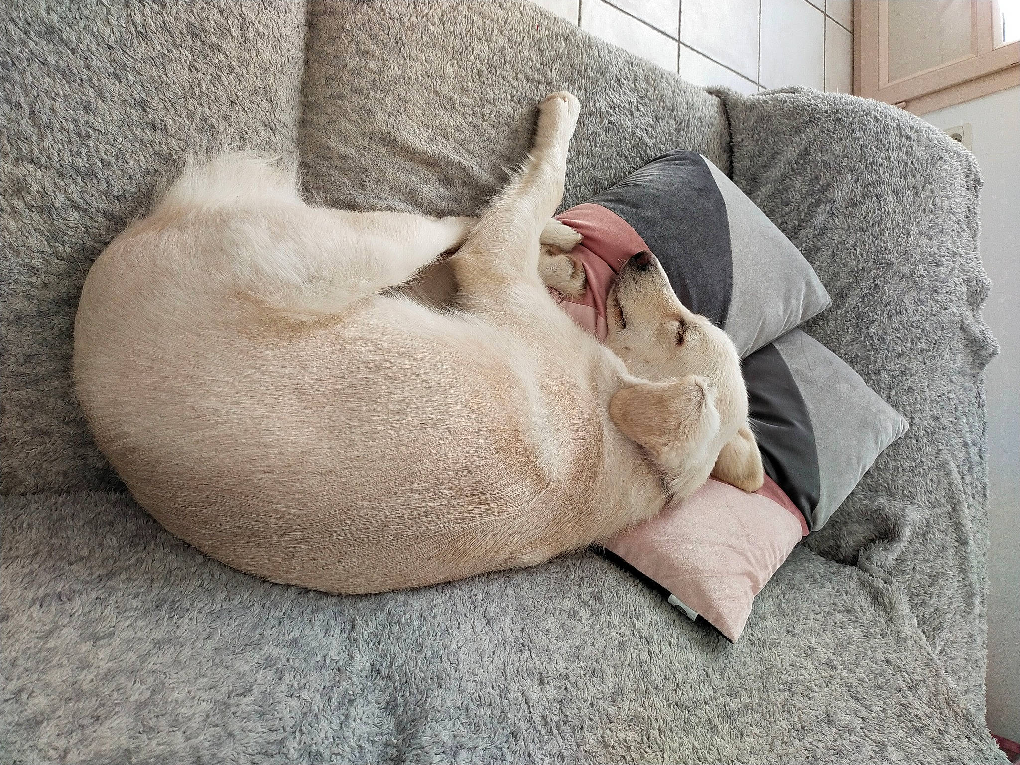 Elma participe au concours pour gagner de l'argent avec cette photo : carnivore, cat, comfort, companion_dog, couch, dog, dog_breed, fawn, felidae, flooring, foot, fur, grey, linens, paw, small_to_medium_sized_cats, snout, sporting_group, tail, whiskers