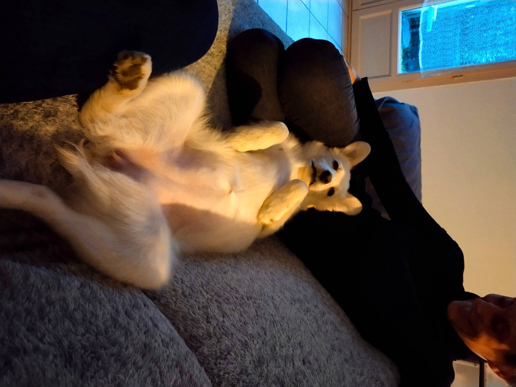 Elma a rejoint le concours — aidez-le/la à gagner de superbes lots ! canidae, carnivore, comfort, companion_dog, dog, dog_breed, fawn, felidae, flooring, linens, paw, small_to_medium_sized_cats, snout, sporting_group, stuffed_toy, tail, toy, whiskers, window, wood