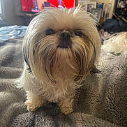 Chica joined the competition — help win amazing prizes! dog, small_dog, fluffy, long_hair, pet, indoors, blanket, gray_blanket, living_room, television, furniture, curious, cute, animal, companion, domestic, fur, standing, cozy, home