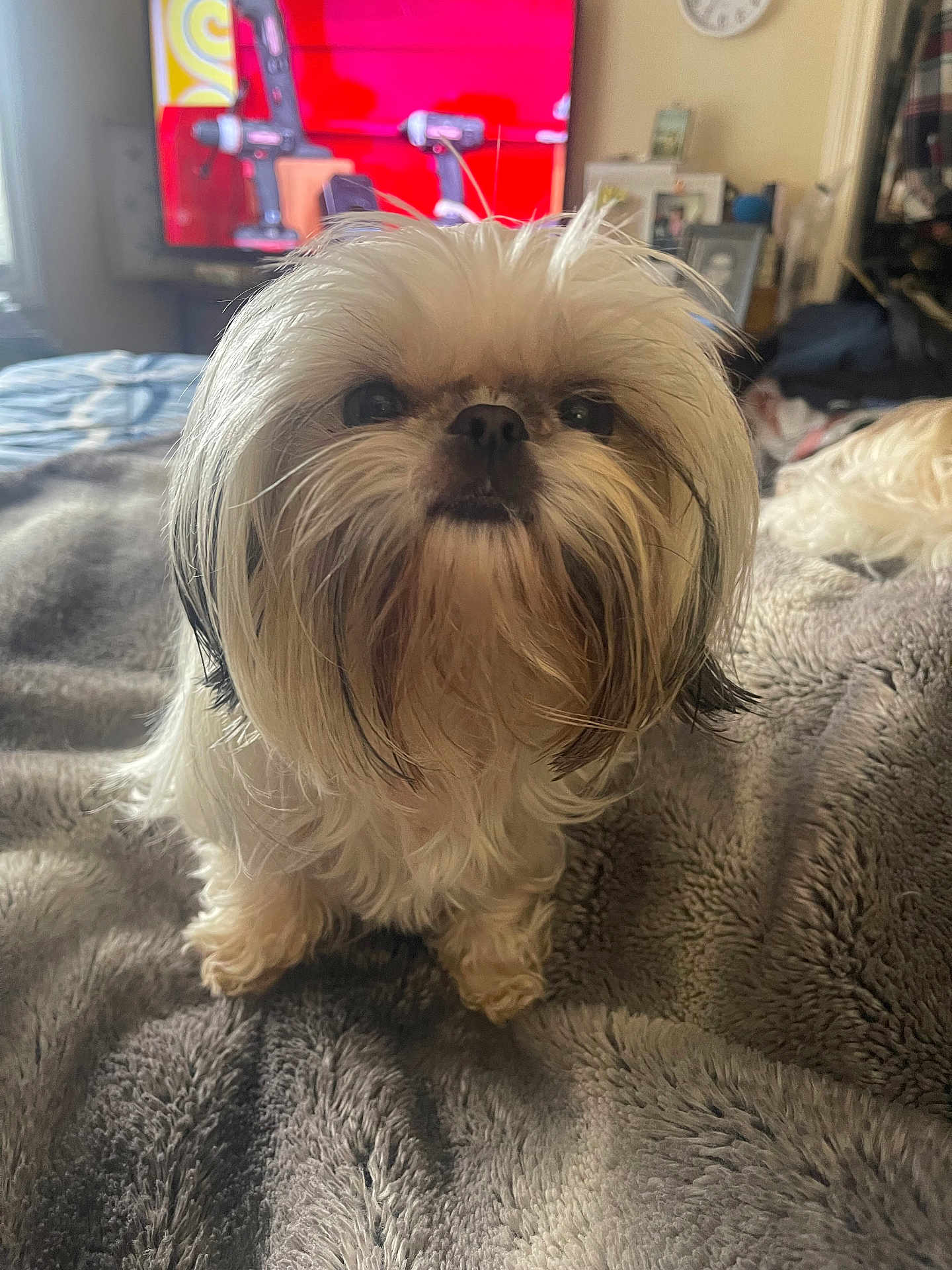 Chica joined the competition — help win amazing prizes! dog, small_dog, fluffy, long_hair, pet, indoors, blanket, gray_blanket, living_room, television, furniture, curious, cute, animal, companion, domestic, fur, standing, cozy, home