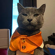 Earl joined the competition — help win amazing prizes! cat, gray_cat, pet, orange_shirt, buttons, indoor, window, curtains, furniture, hand, domestic_animal, portrait, close_up, whiskers, animal_clothing, cute, feline, expressionless, holding, background_blur