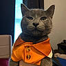 cat, gray_cat, pet, orange_shirt, buttons, indoor, window, curtains, furniture, hand, domestic_animal, portrait, close_up, whiskers, animal_clothing, cute, feline, expressionless, holding, background_blur