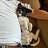 animal, beard, brown_furniture, casual_clothing, closeup, comfort, companion, couch, dog, green_pants, home, indoor, man, napping, pet, puppy, relaxing, resting, sleeping, white_tshirt