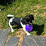 Bleu joined the competition — help win amazing prizes! animal, black_and_white, curious, daylight, dog, ears, grass, mouth, nature, outdoor, pet, playful, puppy, purple_ball, small_dog, stone_tiles, sunlight, tail, toy, young_dog